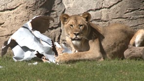 New Lioness Introduced - May the 4th be With You