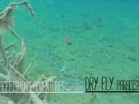 Spacefishingadventures 2016-Dryfly paradise-Greenlake 