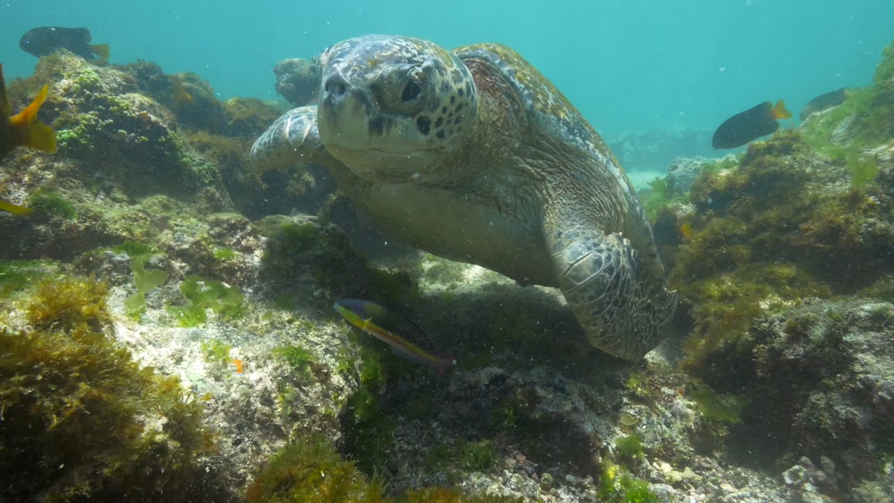 Relaxed turtles