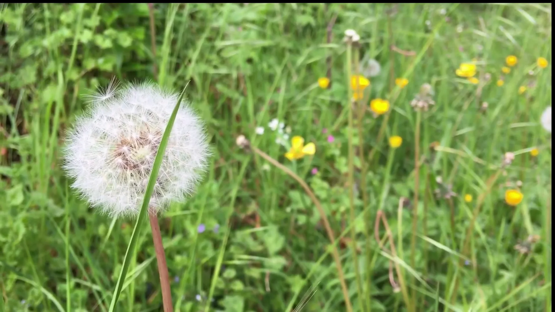 Les Mougnis, Grassac, France on Vimeo