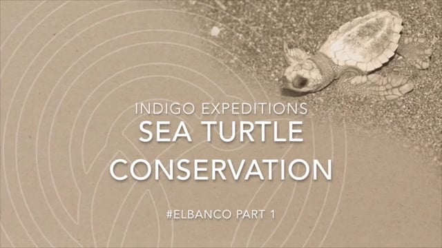 Tortugario El Banco Part 1 of 3 on Vimeo