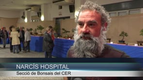 50 arbres a l'Exposició de bonsais del CER