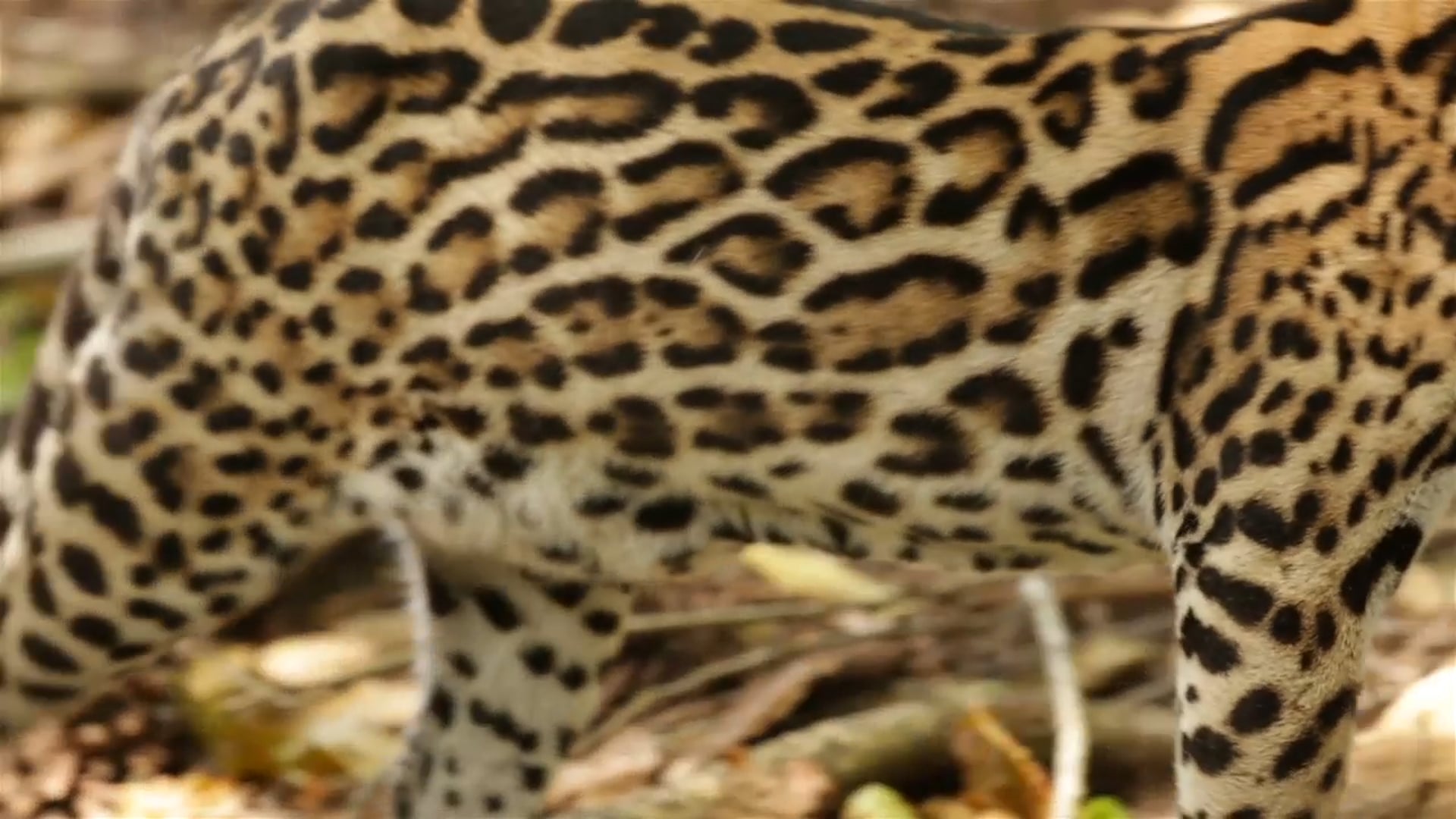 Tigrillo, COLOMBIA