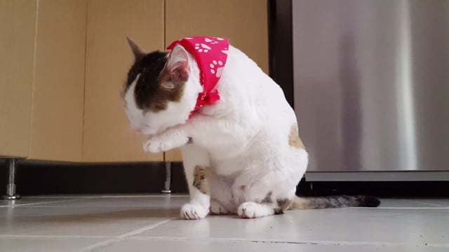 100+ cute cats videos funny that will make you laugh out loud