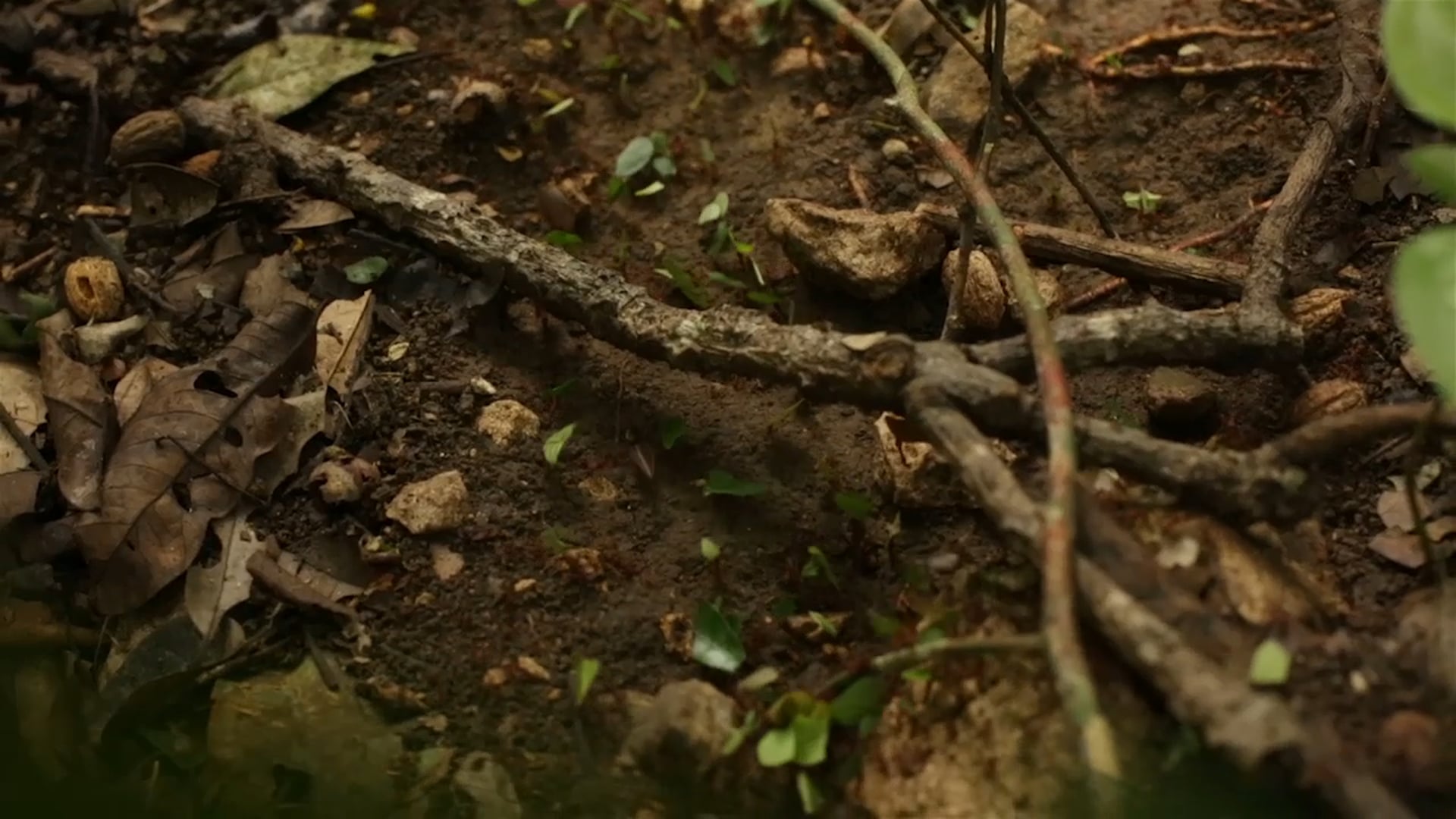 FORESTS