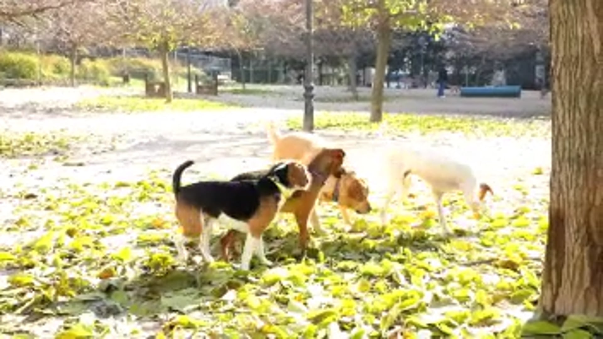 Mondo cane