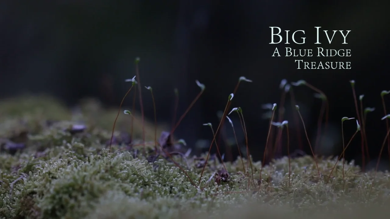 Big Ivy: A Blue Ridge Treasure on Vimeo