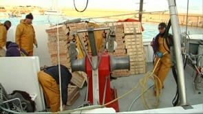 El sector del peix blau atent a la nova llei de pesca de la Generalitat