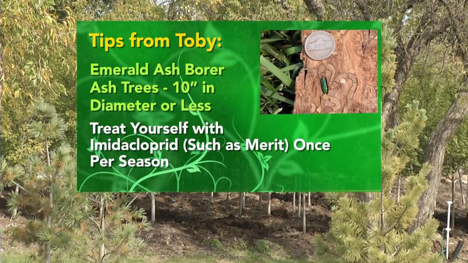 Tips from Toby – Emerald Ash Borer Decision Time!