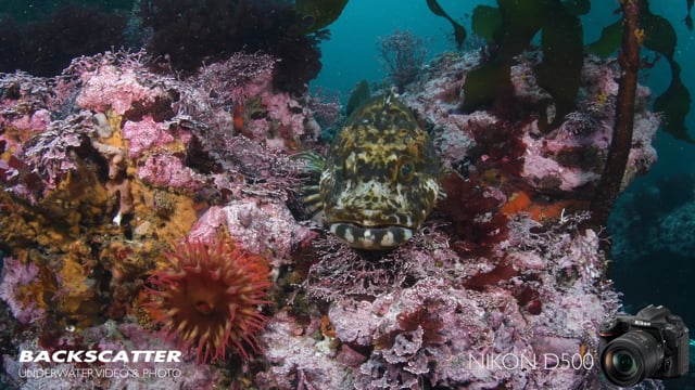 Nikon D500 First Underwater Test Footage