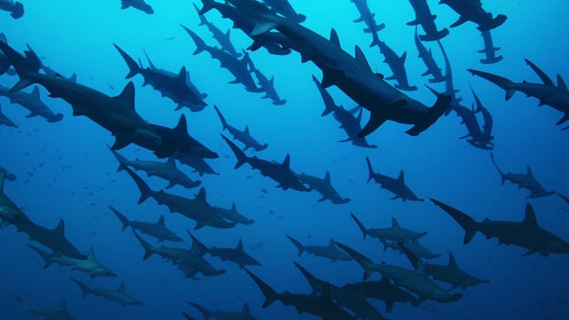 The Wild Pacific Trailer