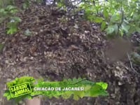 Conheça uma criação de jacarés pantaneiros - Expedição Aventura