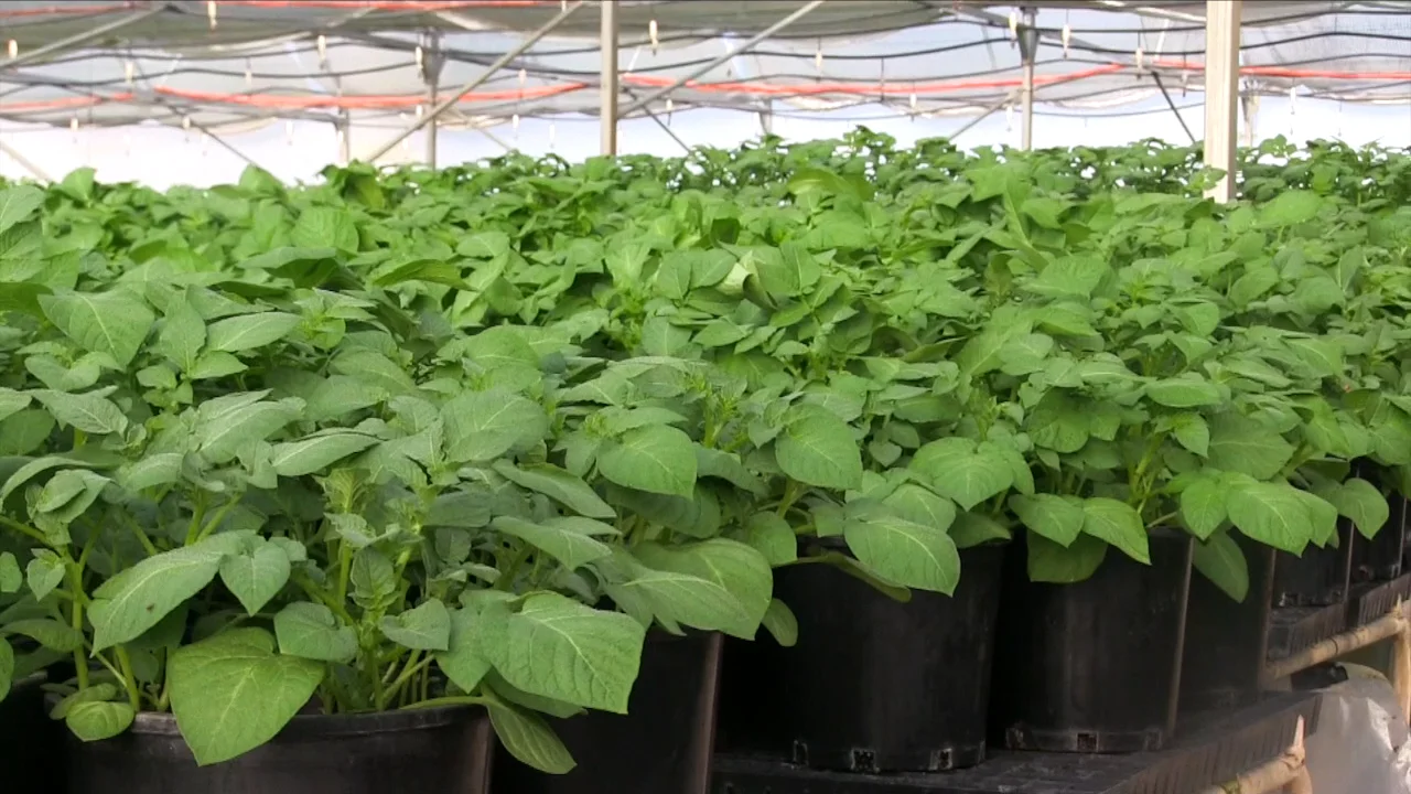 Solan Potato Mini Tuber Specialists