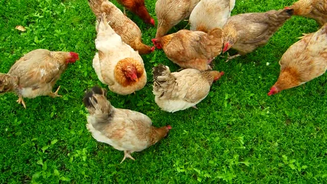 5 reasons your chicken may be limping