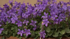 Bona participació a l'Exposició de flors del CER
