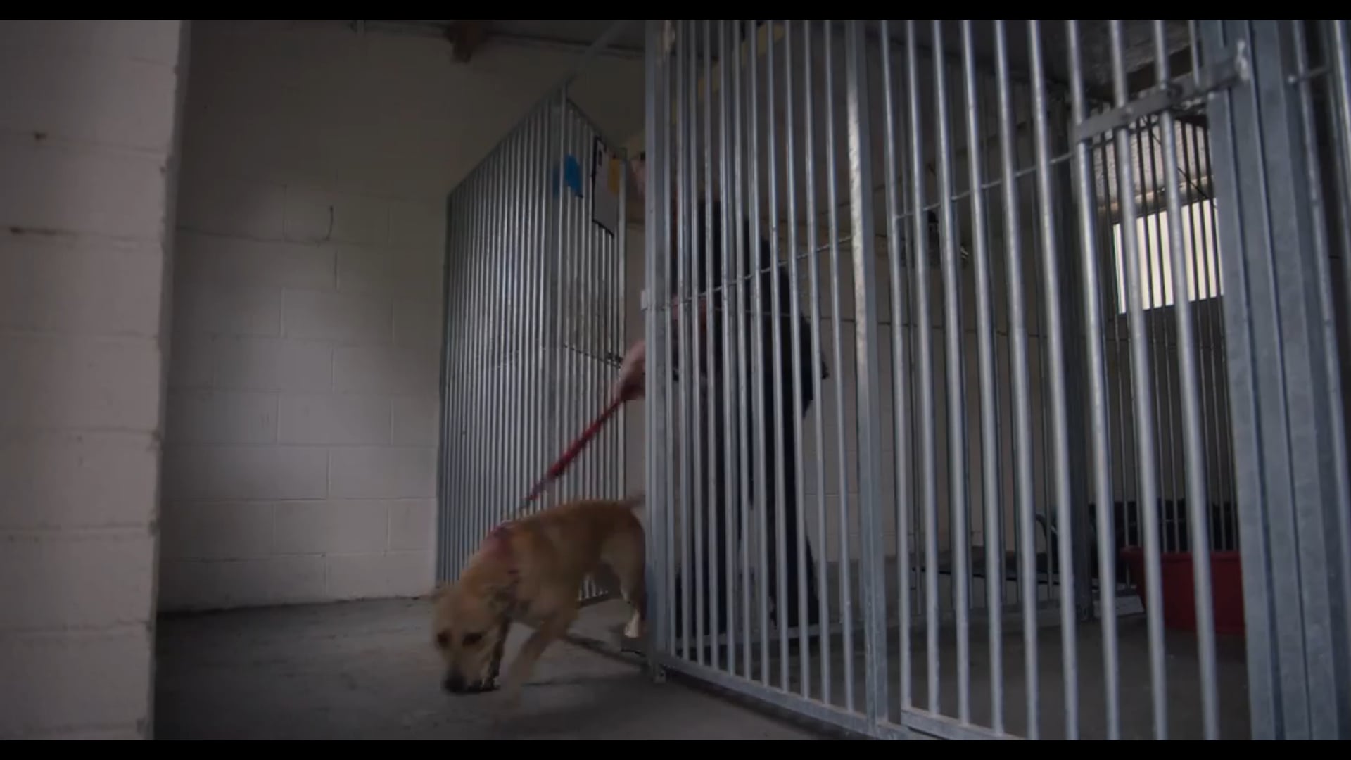 Dogs Might Fly
