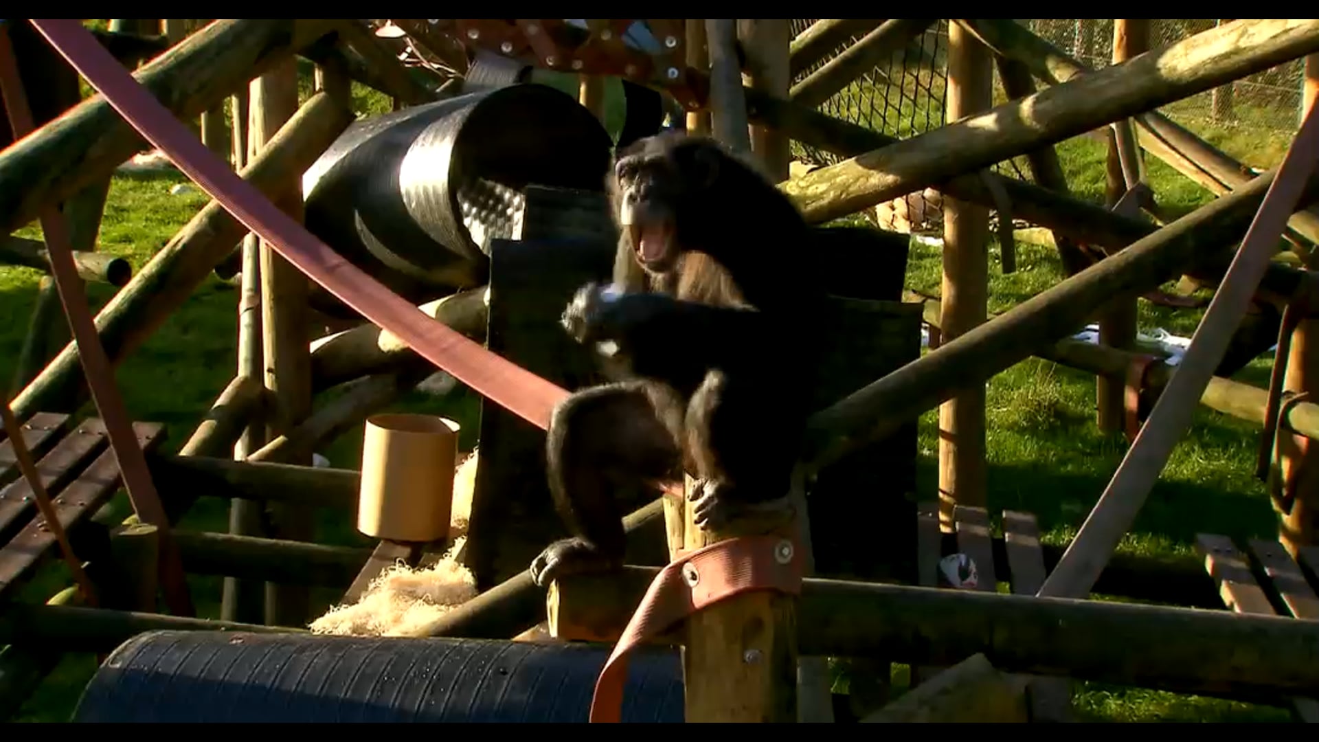 Monkey Life s8