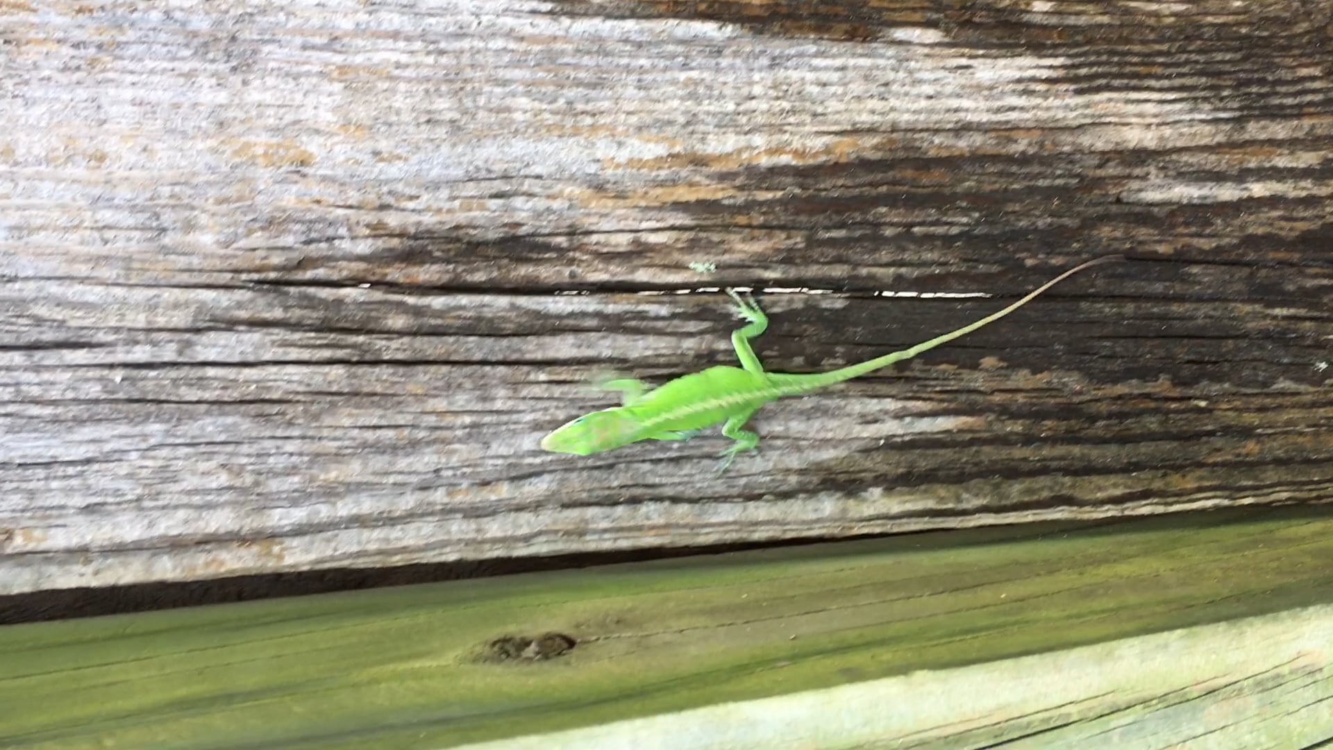 lizard jumping(watch his legs) on Vimeo