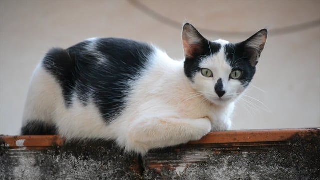 Cat, Gata, Feline. Free Stock Video - Pixabay