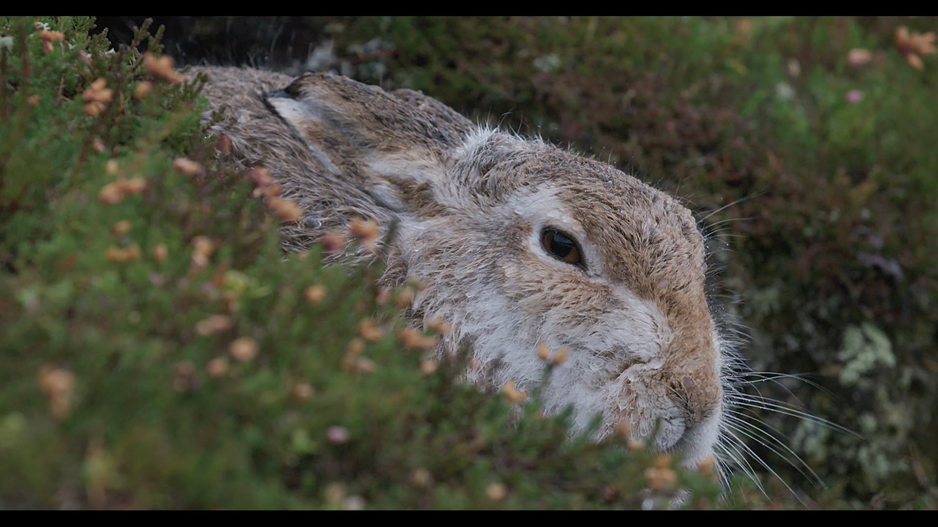 Mountain hare