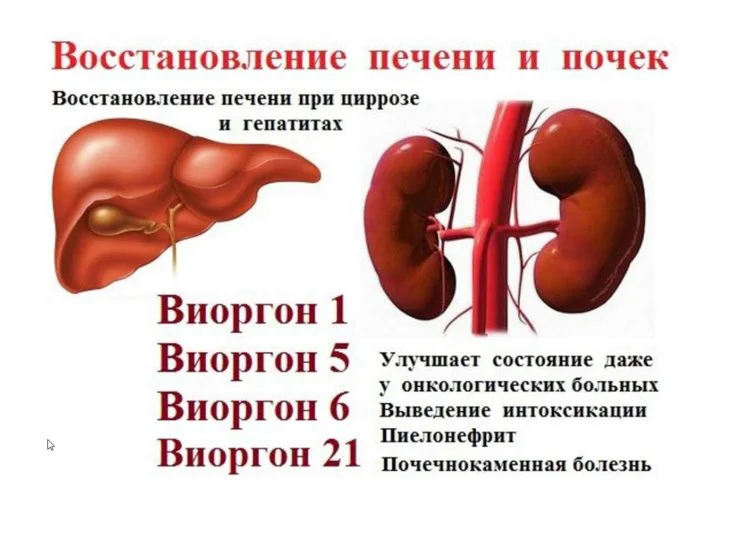 Влияние печени на почки