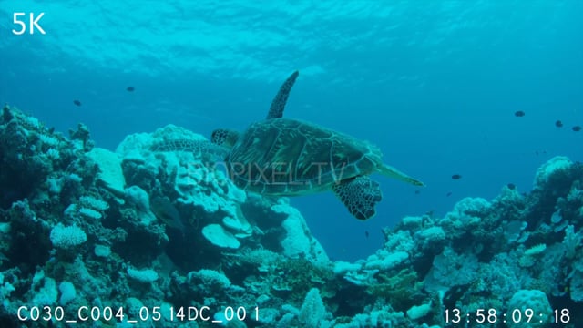Maldives Green turtle swimming over coral bleaching 2016