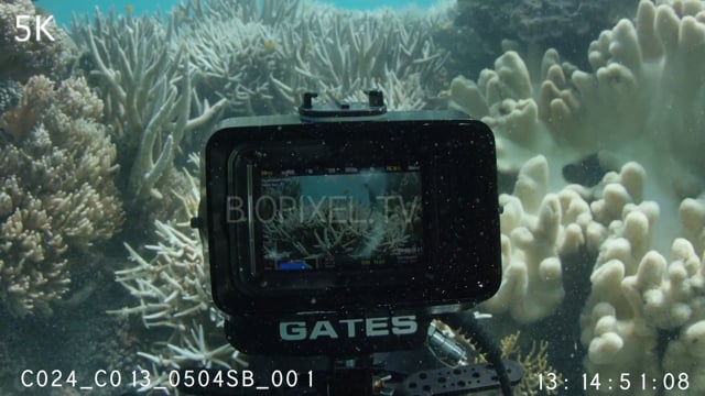 Richard Fitzpatrick filming mass coral bleaching on GBR 2016 4K