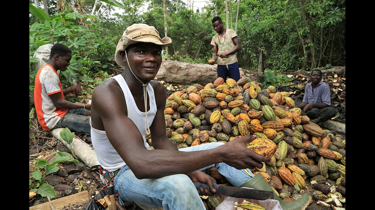Cocoa: a sweet value chain