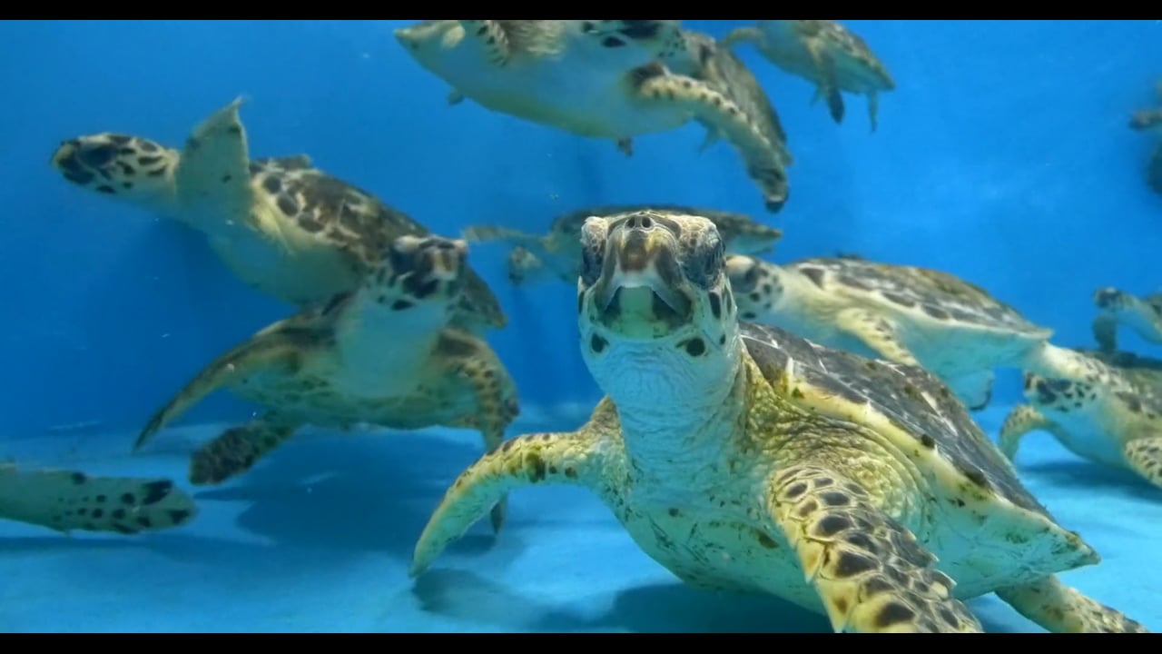 Hawksbill turtle rehabilitation