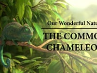 Our Wonderful Nature – the Common Chameleon