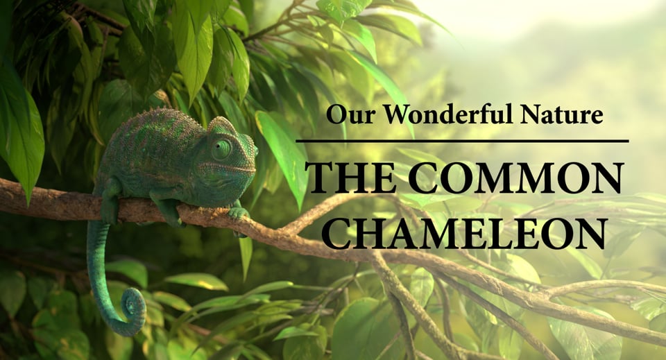 Notre merveilleuse nature - Le caméléon commun
