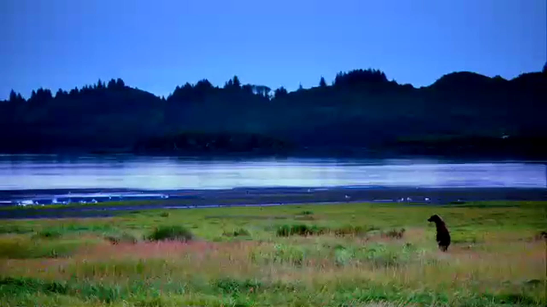 Kodiak Alaska | Vaseline