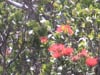 Soldiers in the Fight Against Rapid Ohia Death- Video News Release