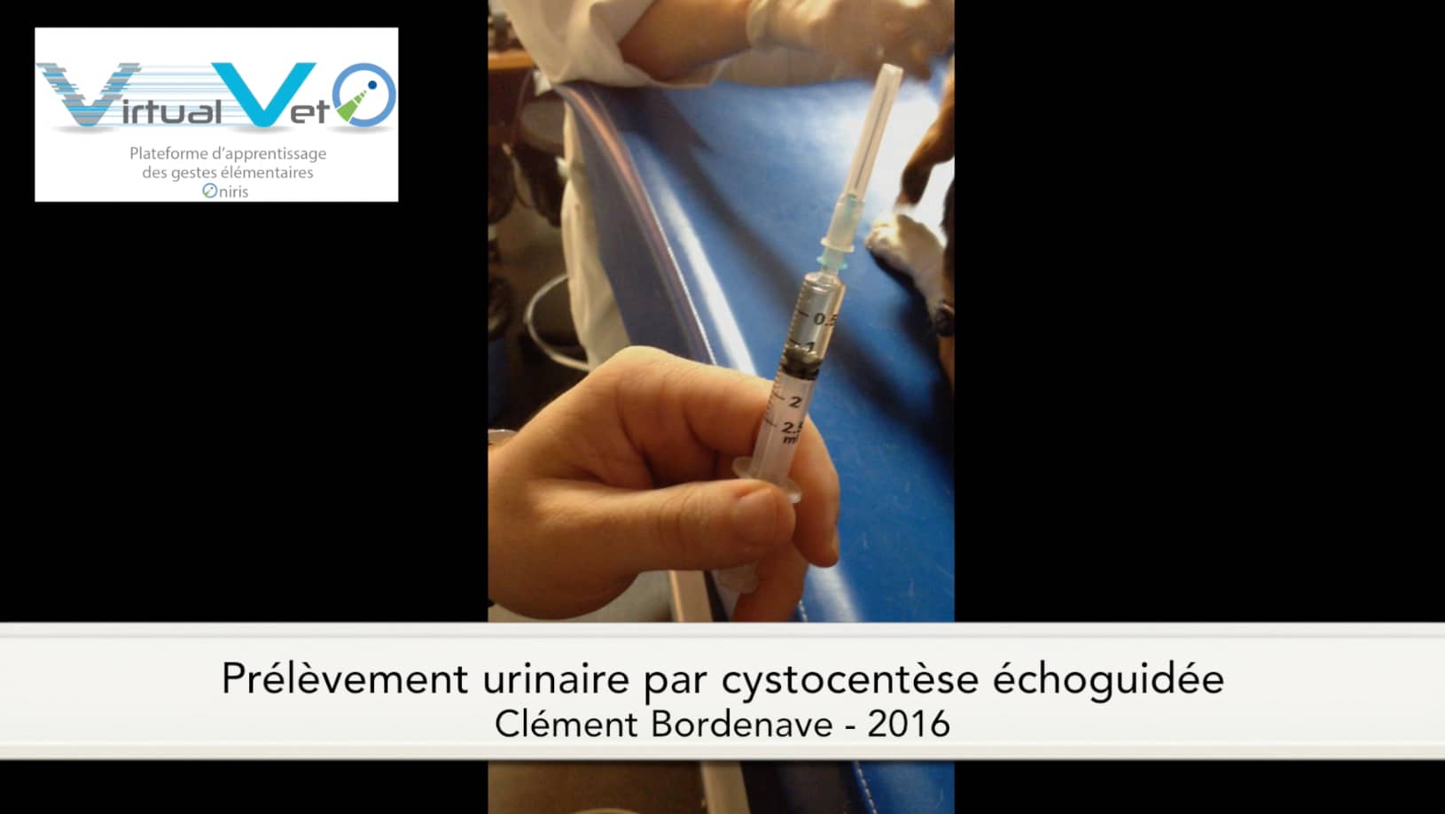 Réaliser une cystocentèse échoguidée on Vimeo