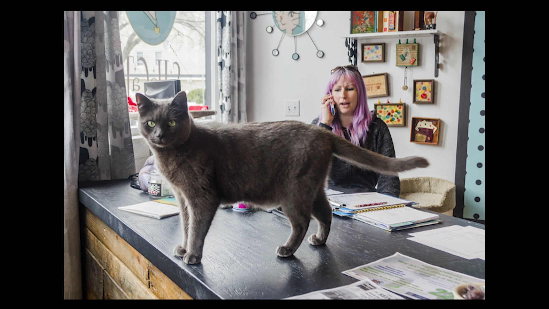 Swanky Lounging- The Story of Soho Cats