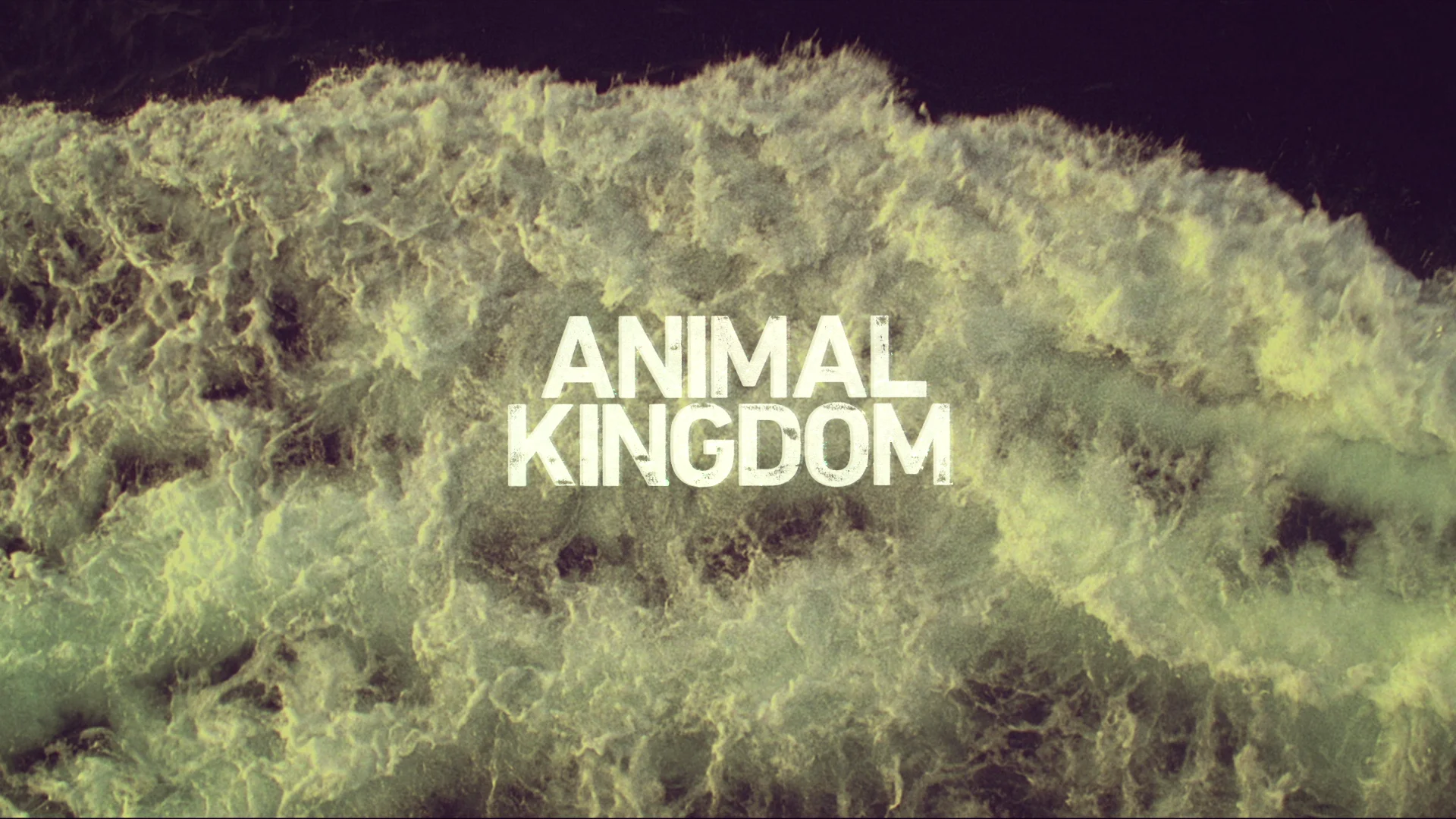 Animal Kingdom Main Title S1