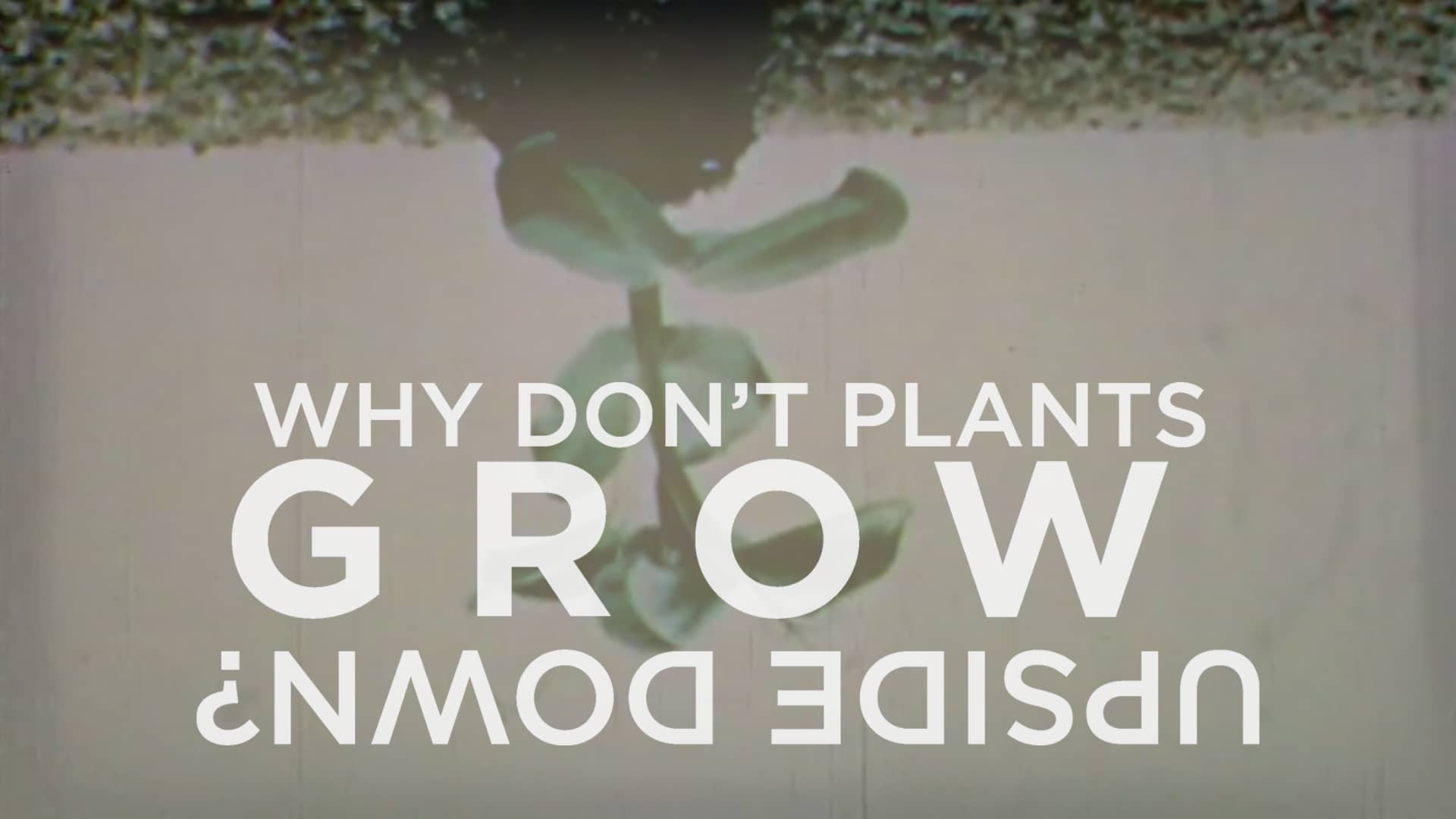 Why don't plants grow upside down? with Eric Hamilton on Vimeo
