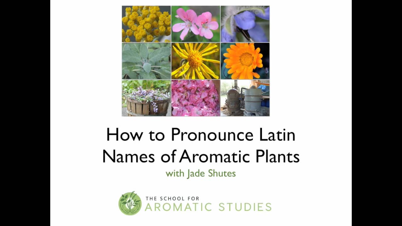 how-to-pronounce-latin-names-of-essential-oils-aromatic-plants-on-vimeo