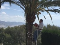 The magic of palm trees