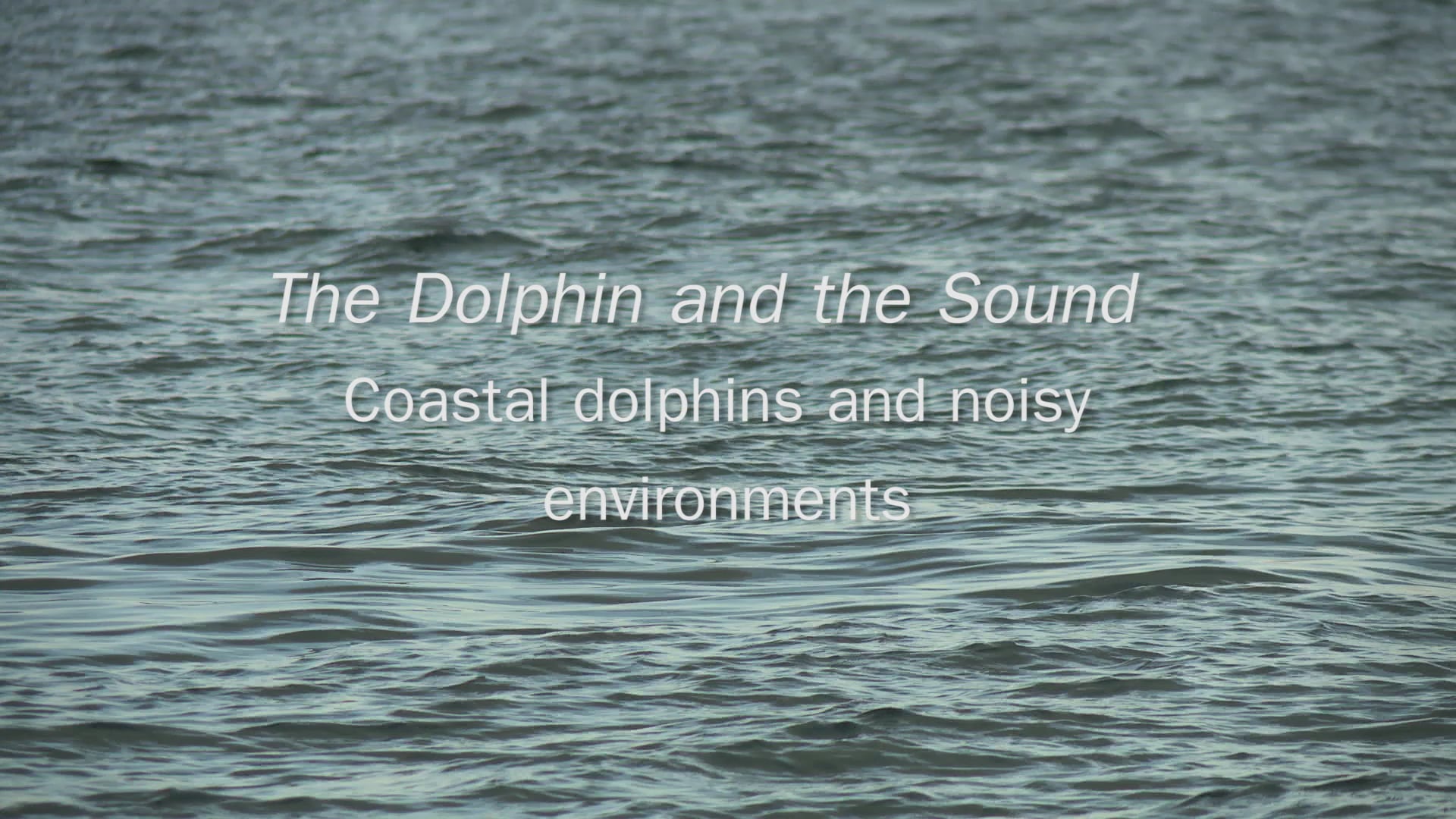 The Dolphin and The Sound