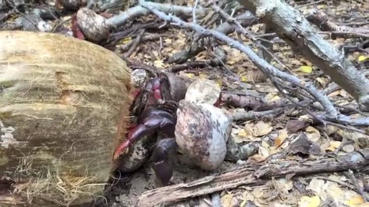 Industrious Hermit Crabs on Culebrita