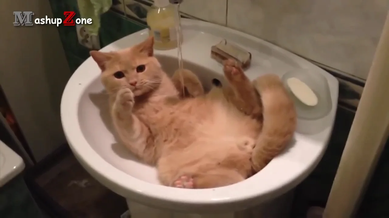 Funny Cat Videos -   Cats, Funny animal videos, Funny cat videos