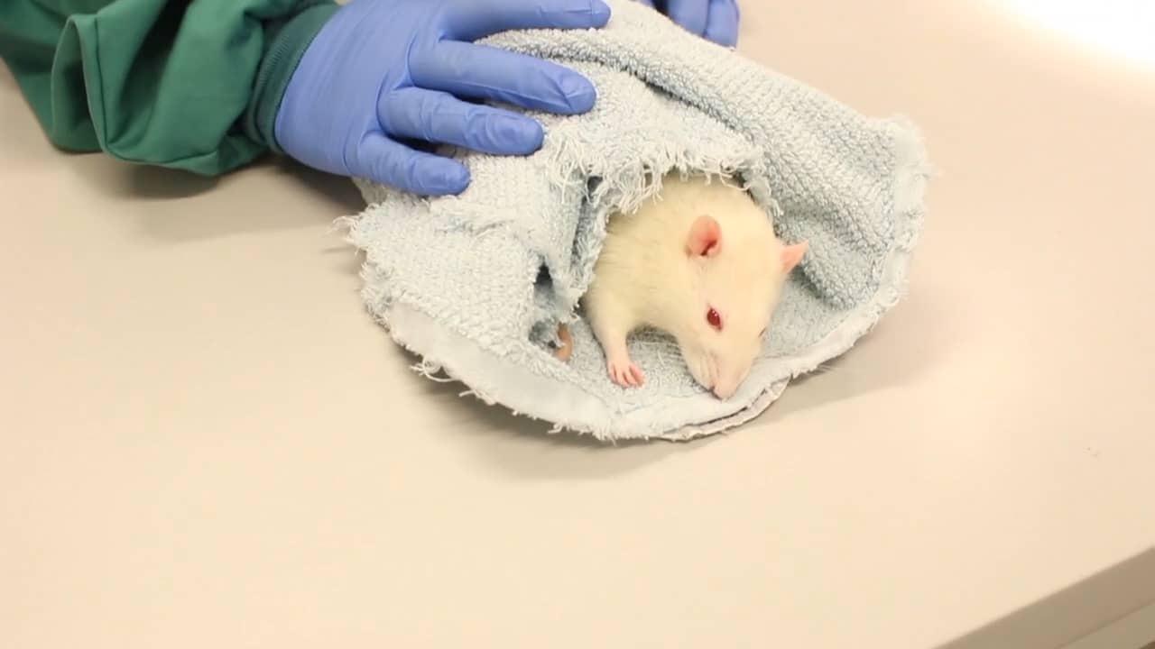 Handling rats keep them warm on Vimeo