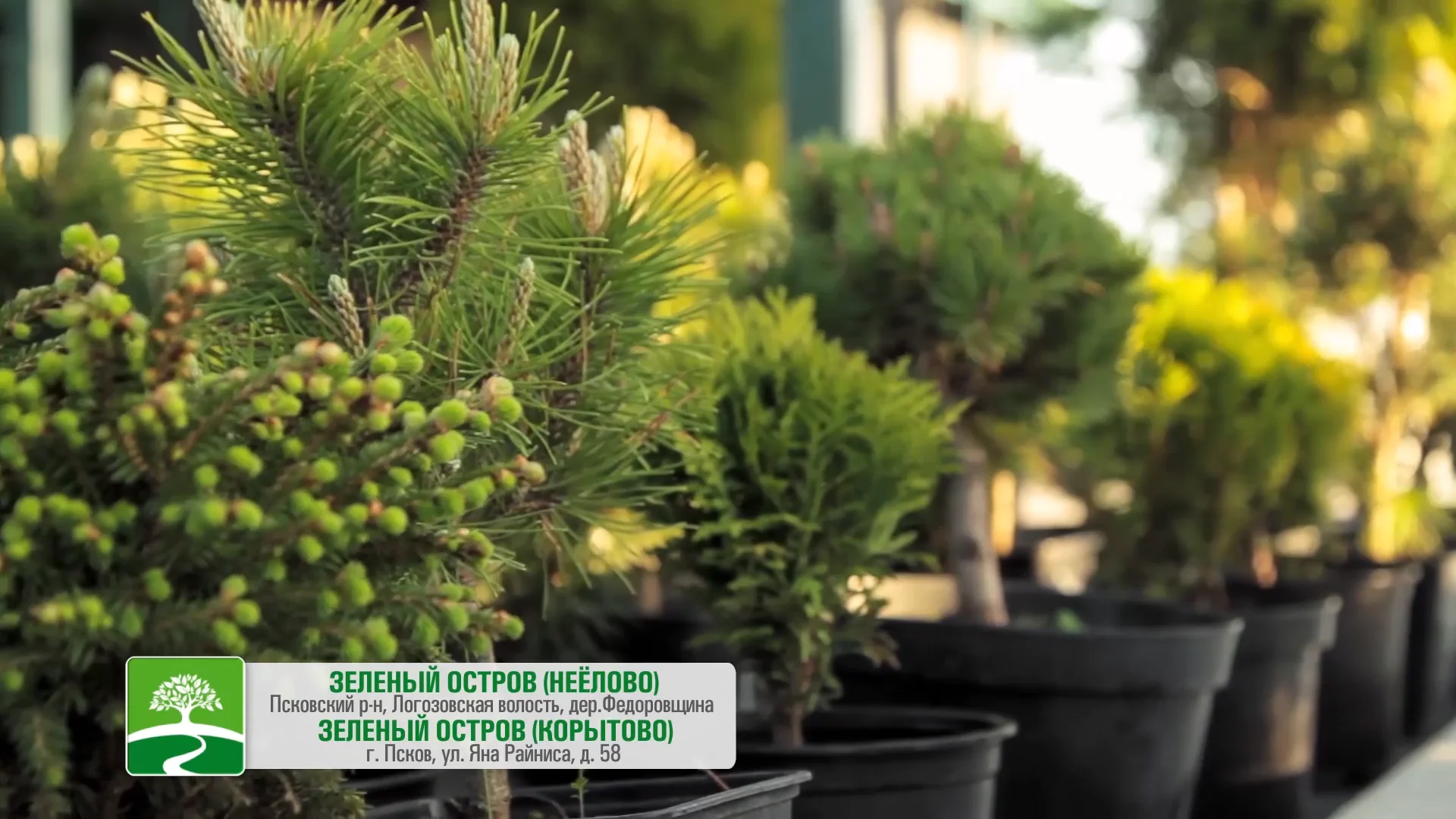 зелёный остров псков неёлово каталог. зеленый остров питомник псков. зеленый остров псков неелово каталог. садовый центр зеленый остров псков. зеленый остров псков неелово каталог.