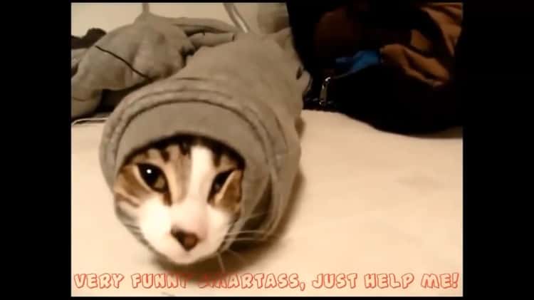 Funny Cats Compilation [Most See] - Funny Cat Videos Ever on Vimeo
