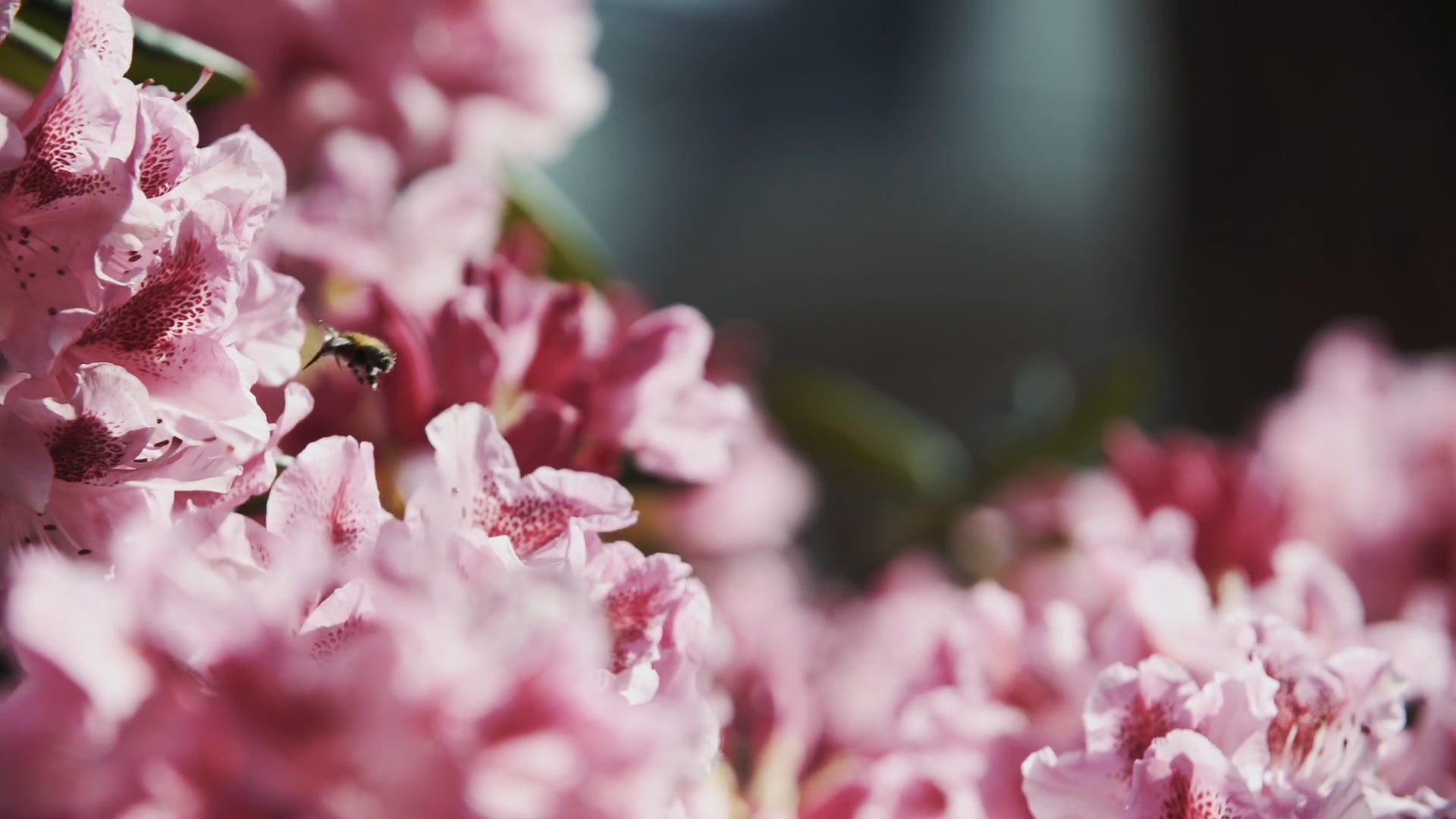 FLORALIES - Official Aftermovie