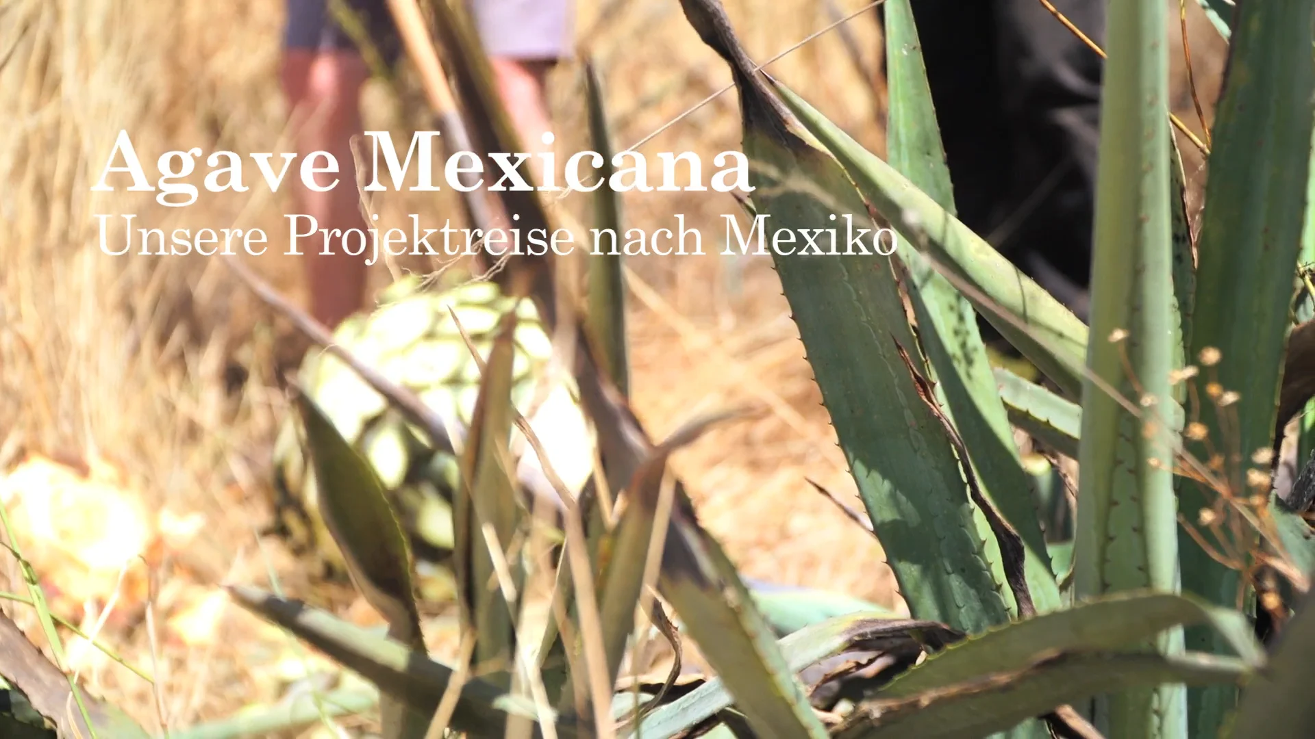 Agave Mexicana - Unsere Projektreise nach Mexiko