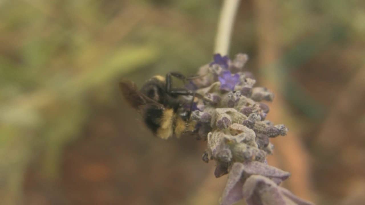 Bill the Bumble Bee on Vimeo