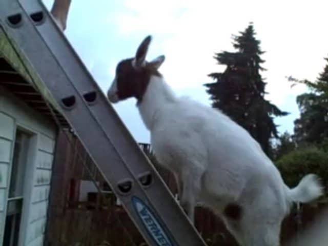 A Goat Climbing A Ladder On Vimeo