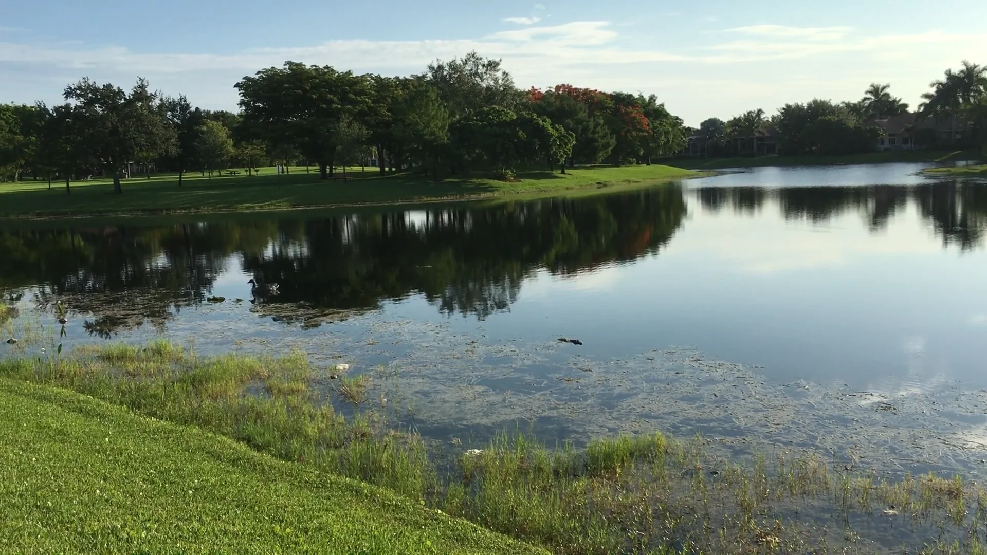 Small Alligator Fox Ridge, Parkland, FL on Vimeo